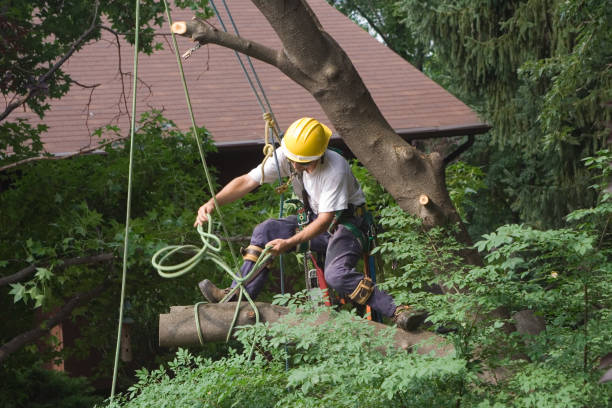 Reliable East Sandwich, MA Tree Services Solutions